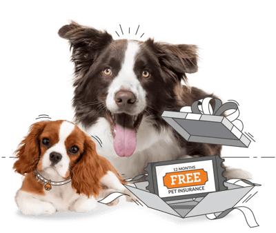PD_NZ_ELANCO_BANNER_IMAGES-02-1
